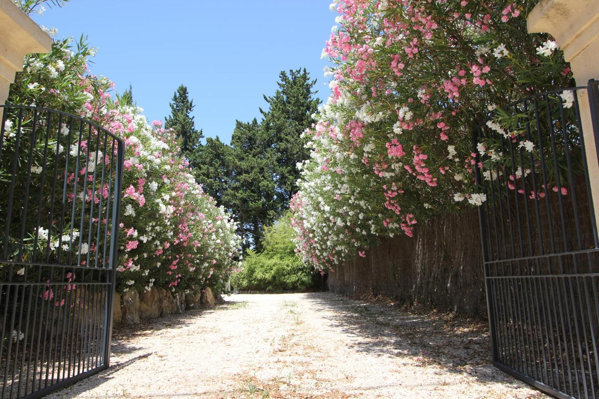 Mas Paloma Bed & Breakfast Rognonas Exterior photo